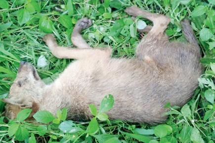 Mumbai: Jackal found at Bhandup by rescue team dies in vet clinic