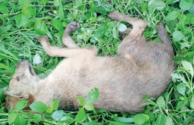 The jackal that was found at the Godrej property in Bhandup
