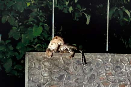 Mumbai: Leopard keeps an eye on residents in Borivli East