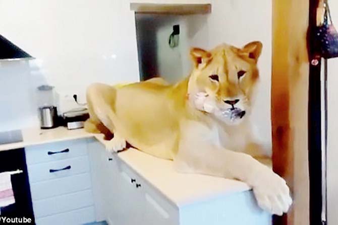Spanish couple shares bed with rescued lion from circus
