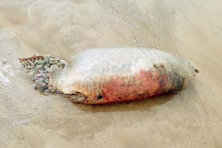 Mysterious marine mammal's carcass seen at Aksa beach