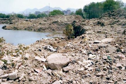 11 hectares of mangroves destroyed in Mumbra