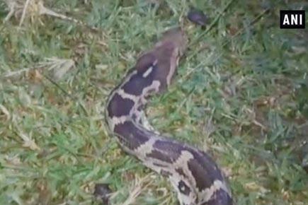 Forest officials rescue python from school premises