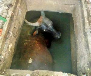 Thane Municipal Corporation officials take 'bull by the horns' to rescue it!
