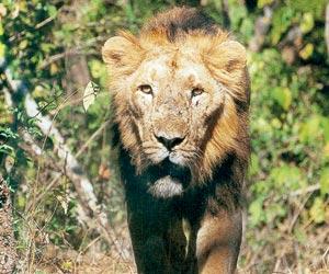 Mumbai: Gujarat polls delay arrival of Asiatic lion to SGNP
