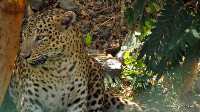 Explore wildlife in Rajasthan in January