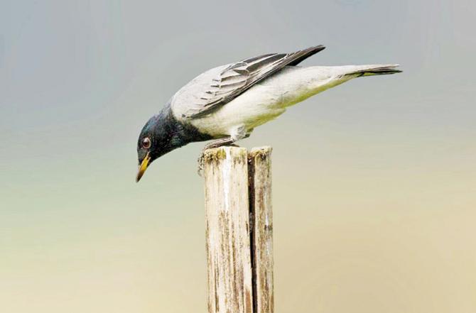 The cuckooshrike is commonly found in the Kharghar hills
