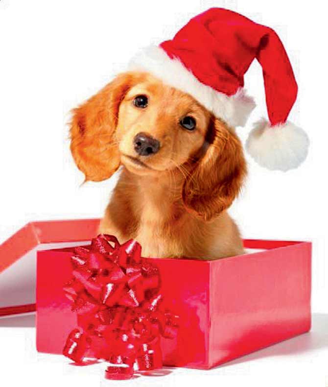 Become Santa to your doggie 