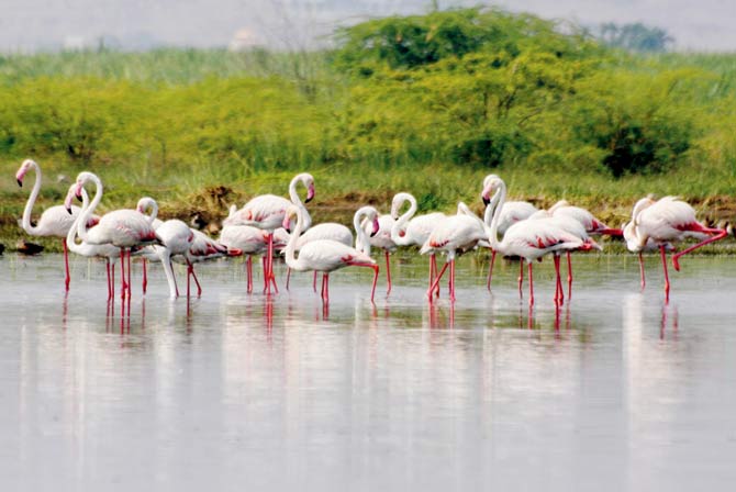 Very few flamingos have arrived in the city so far, because of the unseasonable rain and haze. File pic for representation