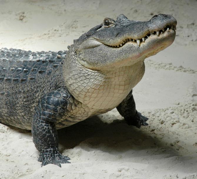 Crocodile in australia 