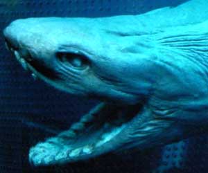 Watch Video: Jurassic-era shark with snake-head found off Portugal coast