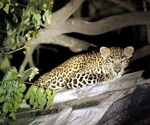 Mumbai: mid-day photographer wins award for striking picture of leopard at Aarey