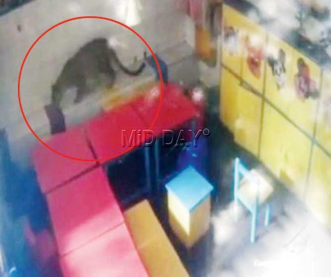 CCTV footage shows the leopard prowling on desks in a classroom. Pics/Sayyed Sameer Abedi, Nimesh Dave