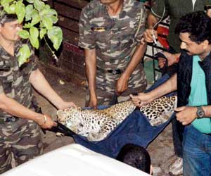 Mumbai: Leopard enters kindergarten classroom in Andheri, nabbed