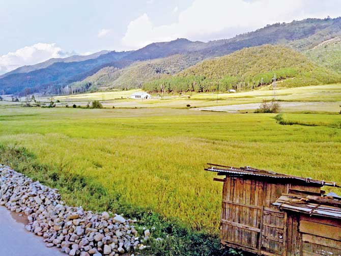 Manipur paddy fields