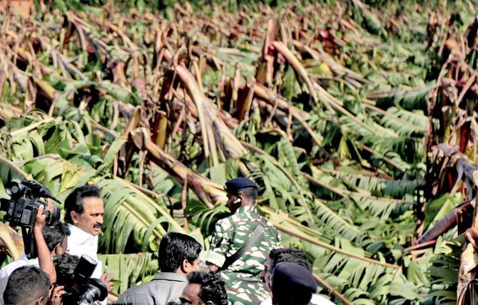 DMK working president M K Stalin at a banana field badly hit by cyclone Ockhi, in Kanyakumari. Pic/PTI