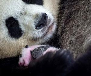 Panda footprints can reveal their identities sex