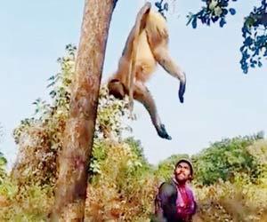 Bail denied twice for man who thrashed and killed injured langur