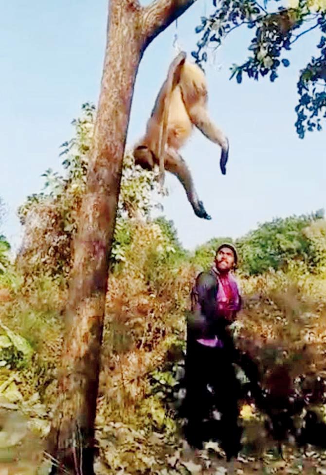 A grab from the video that shows Pawan Dangar thrashing the langur and then hanging it on a tree, where he further hit it with his slipper