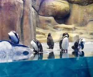 Mumbai: Zoo consultant sacked over mismanagement of penguins at Byculla zoo