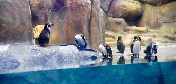 The BMC had brought eight Humboldt penguins to the city last year, and is left with seven now