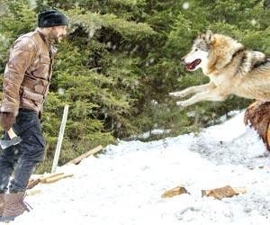 mid-day exclusive photo: Salman Khan wrestles wolves in Tiger Zinda Hai