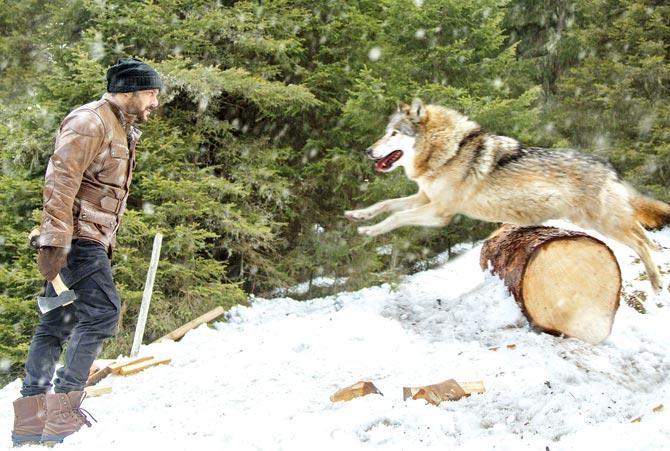 Salman Khan tackles a wolf in Tiger Zinda Hai