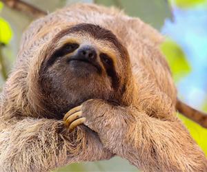 Nepal's last known 'dancing' sloth bears rescued