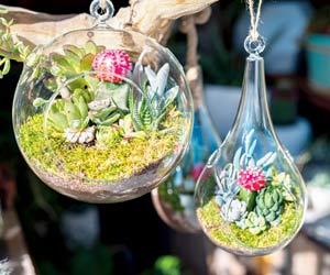 Learn how to make a mini garden in your home