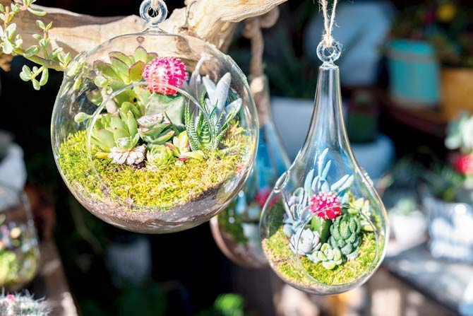 Terrariums in different shapes