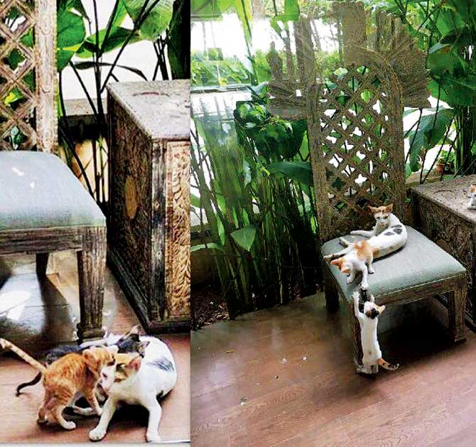 Cats at Twinkle Khanna