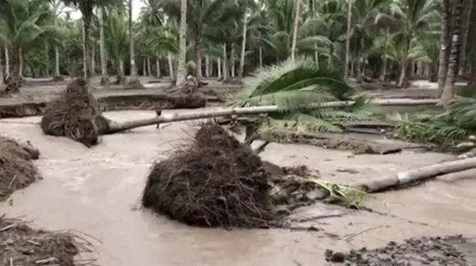 This image made from video shows uprooted trees in Lanao del Norte, southern Philippines Monday, Dec. 25, 2017. A powerful storm that left a trail of death and destruction in the Philippines was downgraded to a tropical depression Tuesday and failed to make landfall in Vietnam. Pic/AP/PTI
