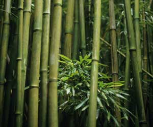 Bamboo not a tree: Parliament passes bill amending Forest Act