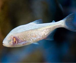 Wildlife: New species of blind fish discovered inside Meghalaya cave