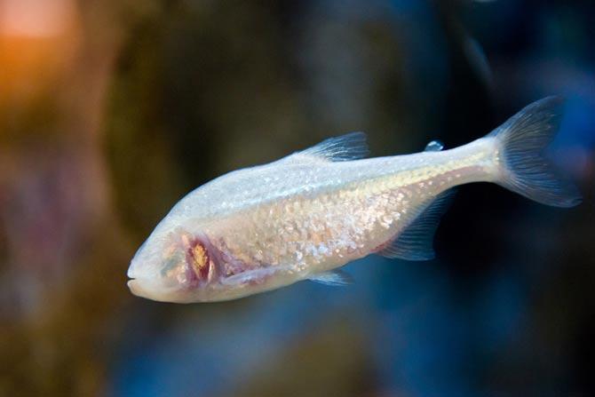 Blind fish in Meghalaya