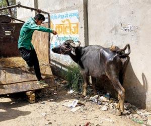  Mumbai crime: Driver of tempo with buffaloes abducts traffic police constable
