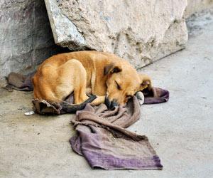 Mumbai: Stray dog brutally thrashed by railway cops gets adopted by animal lover