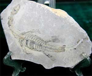 Oldest known fossil is 3.5 billion-year-old