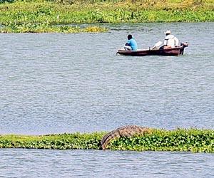 Mumbai: IIT Bombay project to clean up Powai lake gets government nod