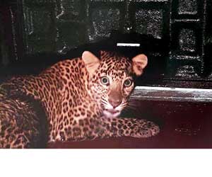 Mumbai: Leopard rescued from Andheri kindergarten to be released into the wild