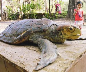 Mumbai: Taxidermist gives a new lease on life to rare deceased turtle