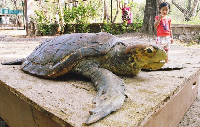 Loggerhead turtle