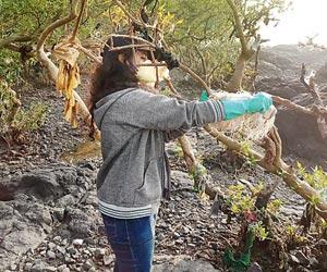 State Mangroves Cell starts mangrove cleanup, starts with Bandra