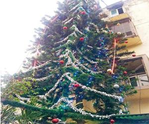 Mumbai: Tallest Christmas tree in India grows in Worli