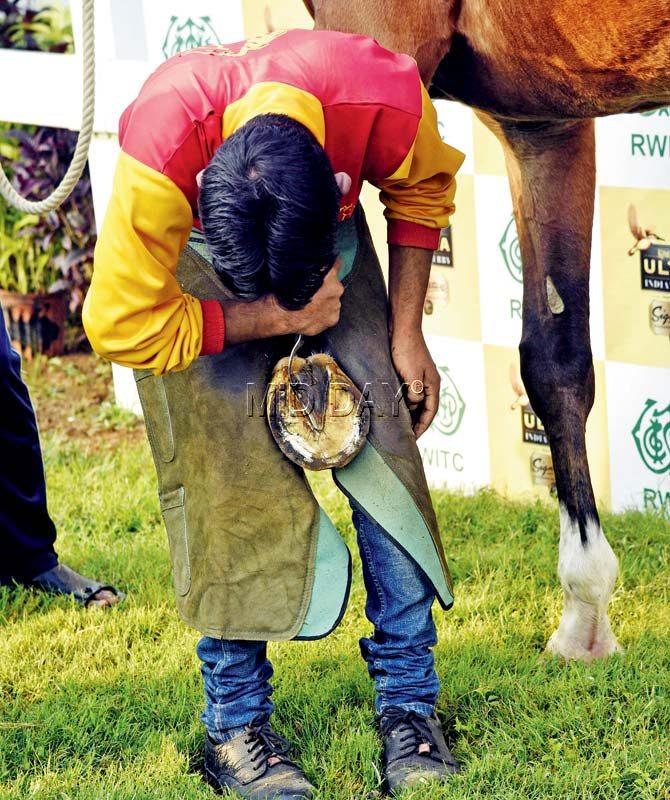 A horse gets a horseshoe put on by a farrier at the Mahalaxmi racecourse