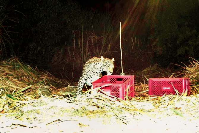Leopard mom checking the boxes in which her cubs were kept