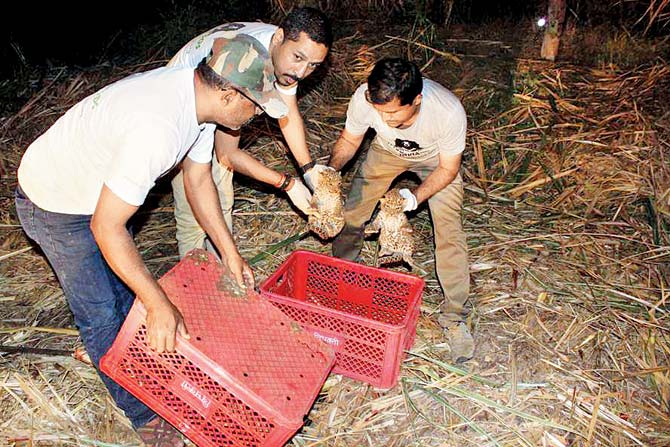 Forest officials release the 21-day-old leopard cubs into the wild