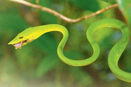Travel: At Karnataka's Agume rainforest the snake is king, 8 do's and don'ts