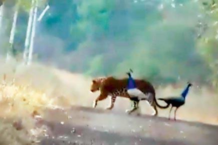 Watch video: 'Friendly' leopard out for a stroll along with two peacocks
