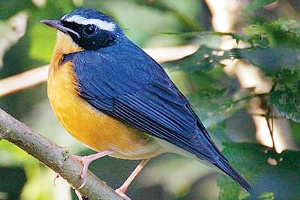 Travel: Set out on a birdwatching trail in Matheran